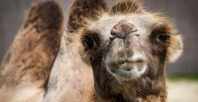 photo  au moyen-orient, les concours de chameaux les plus prestigieux sont dotés de prix de plusieurs dizaines de millions d’euros.  &copy;  photo d’illustration : pixabay 