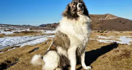 Info insolite  « le chien se positionne à l’entrée du chemin puis semble nous guider. » photo d’illustration. 