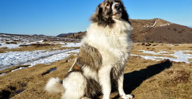 photo  « le chien se positionne à l’entrée du chemin puis semble nous guider. » photo d’illustration.  &copy;  jpr03 / getty images 
