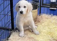 photo  le salon du chiot sera organisé du samedi 28 au dimanche 29 mars au parc-expo de la meilleraie. 