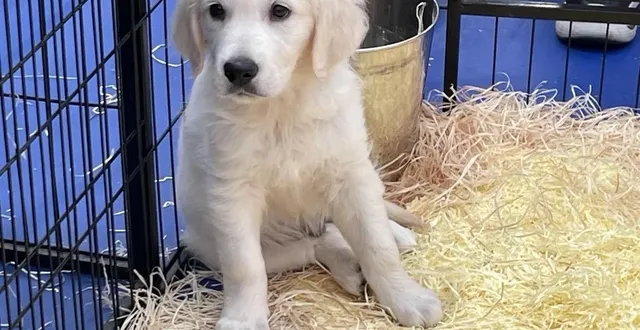 photo  le salon du chiot sera organisé du samedi 28 au dimanche 29 mars au parc-expo de la meilleraie.  &copy;  archives co – anthony pasco 