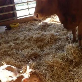 photo  la maman veille sur sa petite velle de race bretonne, née le jeudi 26 février 2026.   &copy;  arche de la nature 