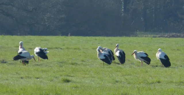 photo  une vingtaine de cigognes blanches ont été photographiées près du mans, au bord de l’huisne, mardi 3 mars 2026.  &copy;  arche de la nature 