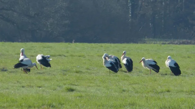 photo info des cigognes s’offrent une pause en Sarthe dans leur migration vers le nord 