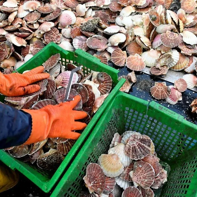 photo selon le patron du comité régional des pêches de normandie, 20 000 tonnes de coquilles disparaîtraient dans la nature chaque année.  ©  thomas brégardis, archives ouest-france