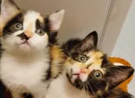 photo  le magasin super u de beaucouzé s’est associé à l’association angevine un cœur sans toit samedi 7 mars toute la journée. il recueillera les dons pour nos amis à quatre pattes : croquettes, pâtées, litières ou accessoires… rendez-vous à l’entrée du magasin de 10 heures à 18 heures. 