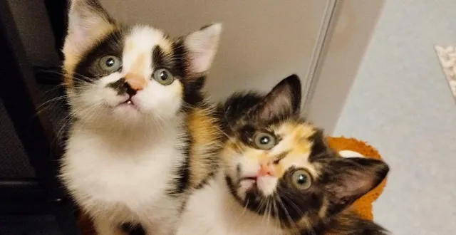 photo  le magasin super u de beaucouzé s’est associé à l’association angevine un cœur sans toit samedi 7 mars toute la journée. il recueillera les dons pour nos amis à quatre pattes : croquettes, pâtées, litières ou accessoires… rendez-vous à l’entrée du magasin de 10 heures à 18 heures.  &copy;  co 