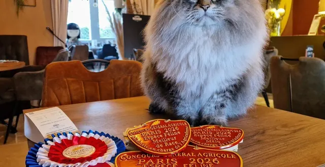 photo  musrafy gigolo trônant devant ses trophées.  &copy;  ouest-france 