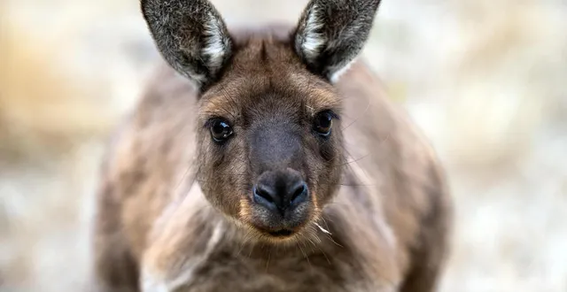 photo  la décision sera rendue le 1er avril 2026.  &copy;  pixabay 