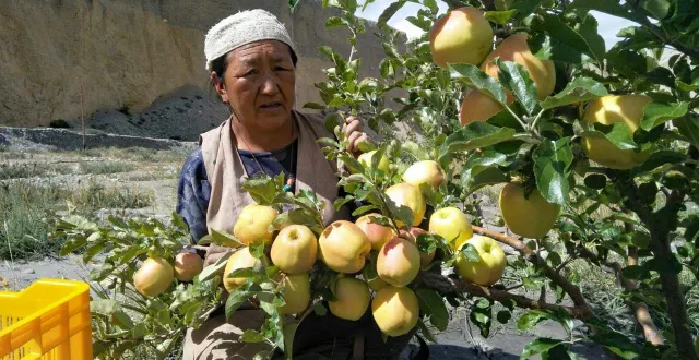 photo  les villageois ont créé une plantation fruitière comptant 10 000 pommiers.  &copy;  photo fournie par l’association du bessin au népal 