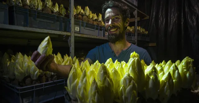 photo  ballon-saint-mars, mercredi 25 février 2026. dans la cave de forçage, les endives de jérôme gilouppe ont passé trois à quatre semaines. elles sont prêtes à être consommées.  &copy;  le maine libre-denis lambert 