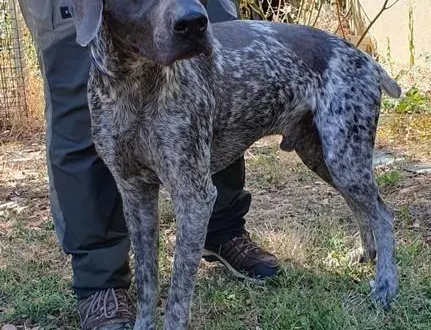 photo  tao et sa robe gris-bleu.  &copy;  spaa d’angers 