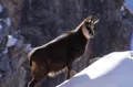 photo  les chamois sont particulièrement agiles sur les parois enneigées. 