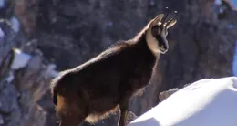Info insolite  les chamois sont particulièrement agiles sur les parois enneigées. 