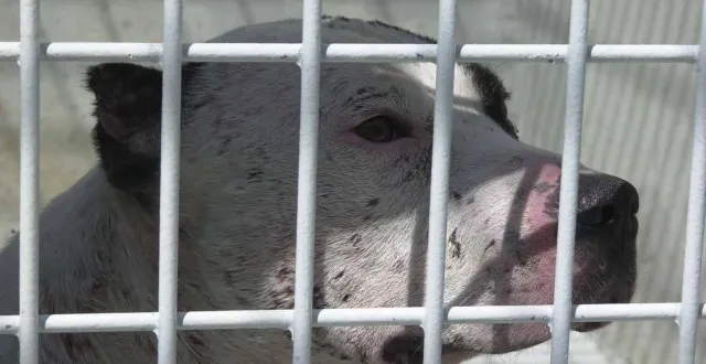 photo  curtis, le pitbull de christophe ellul, est responsable des morsures qui ont entraîné la mort d’elisa pilarski, d’après l’enquête.  &copy;  archives co 