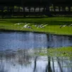 photo angers, le 24 février 2026. des mouettes rieuses rassemblées sur les terrains de foot d’entraînement d’angers sco inondés.