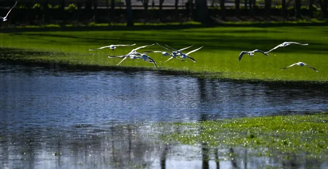 photo  angers, le 24 février 2026. des mouettes rieuses rassemblées sur les terrains de foot d’entraînement d’angers sco inondés.  &copy;  co - josselin clair 