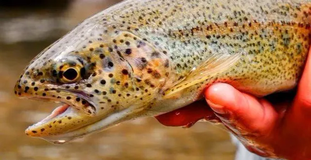 photo  comme toujours, l’ouverture de la pêche à la truite devrait attirer nombreux amateurs.  &copy;  le maine libre 