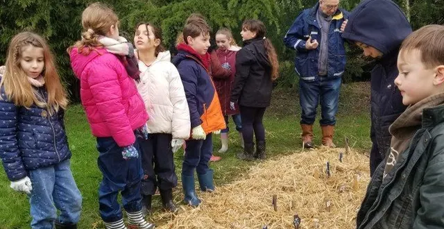 photo  les plants de pommes de terre sont protégés par le paillis étendu sur les arceaux.  &copy;  co 