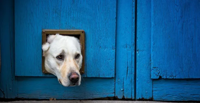 photo  « alors que je sortais pour notre promenade quotidienne dans les bois, mon chien n’était pas là… » photo d’illustration.  &copy;  nigel jarvis / getty images / istockphoto 