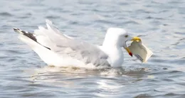 Info insolite  la photographe vannetaise momiflette n’est pas sur le point d’oublier sa promenade dominicale. depuis les rives du vincin, elle a surpris un goéland avec une carte bancaire dans le bec. 