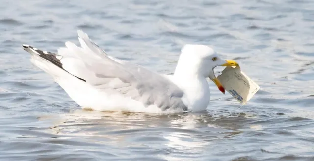 photo  la photographe vannetaise momiflette n’est pas sur le point d’oublier sa promenade dominicale. depuis les rives du vincin, elle a surpris un goéland avec une carte bancaire dans le bec.  &copy;  momiflette-http://lemondedekiki.net 