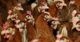 Info insolite  une grande vente de poules pondeuses est organisée à landivisiau (finistère), le 18 mars 2026. 