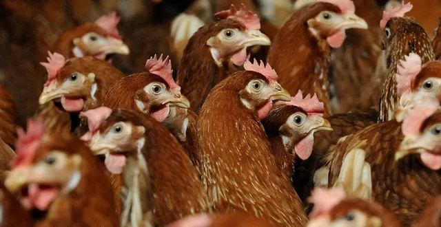 photo  une grande vente de poules pondeuses est organisée à landivisiau (finistère), le 18 mars 2026.  &copy;  archives joel le gall / ouest france 
