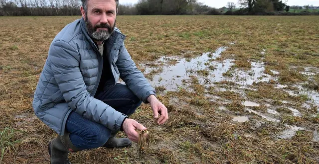 photo  matthieu gélineau, installé en polyculture élevage dans les basses vallées angevines, dresse, en ce début du mois de mars, un premier bilan des impacts des inondations sur ses cultures.  &copy;  jérôme fouquet/ouest-france 