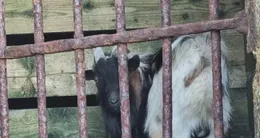 Info insolite  le bouc a eu le temps de visiter le mont-saint-michel avant d’être remis à un agriculteur local. 
