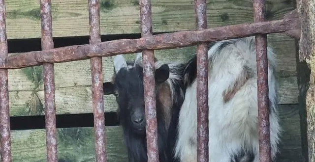 photo  le bouc a eu le temps de visiter le mont-saint-michel avant d’être remis à un agriculteur local.  &copy;  jacques bono 