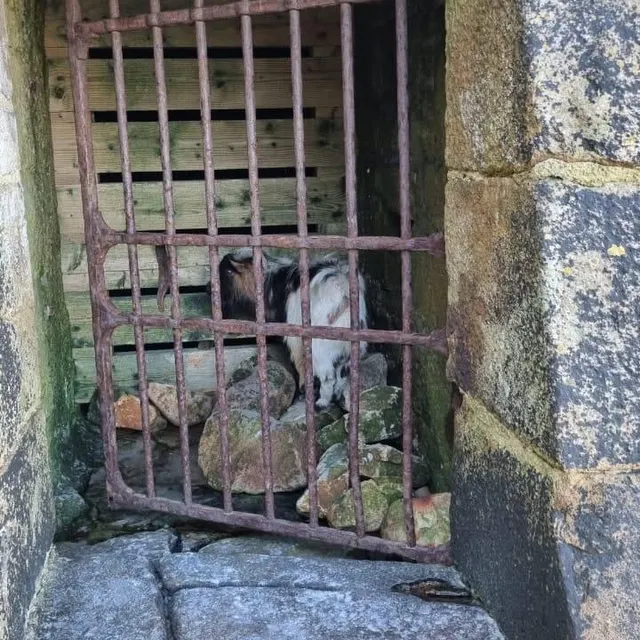 photo la police s’est occupée de l’animal égaré.  ©  jacques bono