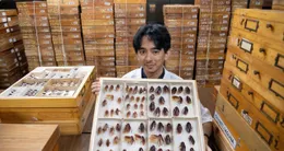 Info insolite  los banos (philippines), 11 février 2026. l’entomologiste cristian lucanas montre des spécimens préservés de cafards parmi les trésors conservés dans un laboratoire de l’université des philippines à los banos, au sud de manille?. 