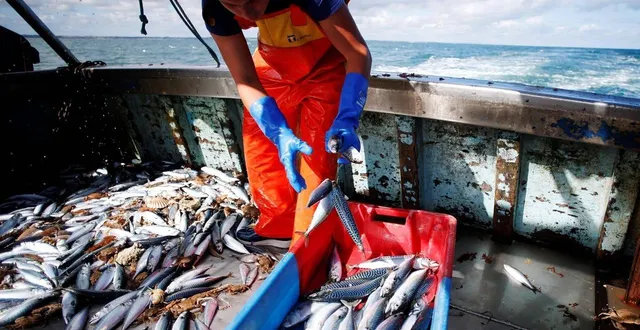 photo  le maquereau de l’atlantique nord-est est surpêché depuis des années.  &copy;  afp 