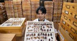 Info insolite  sur cette photo prise le 11 février 2026, cristian lucanas, entomologiste, montre des spécimens préservés de cafards parmi les trésors conservés dans un laboratoire de l’université des philippines à los banos, au sud de manille. 