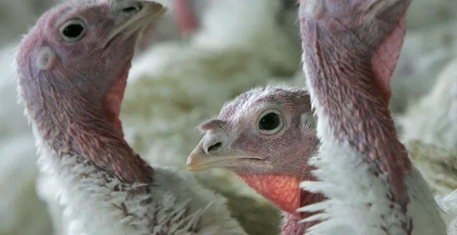 photo  un élevage de dindes a été touché par le virus de la grippe aviaire à beaupréau-en-mauges.  &copy;  archives afp 