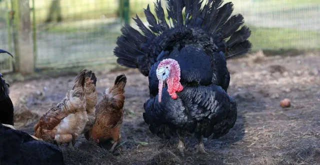photo  le foyer a été détecté à beaupréau-en-mauges.  &copy;  archives ouest-france 
