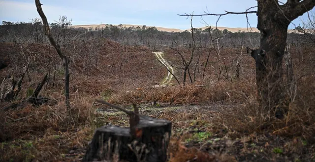 photo  près de 30 000 hectares ont brulé en gironde cette année, constituant le pire incendie jamais connu dans la région. la forêt usagère le 2 février 2026.  &copy;  vincent michel / ouest-france 