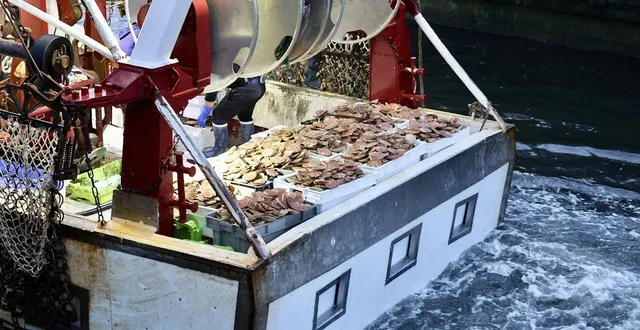 photo  le p’tit vox, coquillard de port-en-bessin-huppain (calvados), a fait les frais d’un abordage, lundi 9 mars 2026, en rentrant de sa journée de pêche (photo d’illustration).  &copy;  archives ouest-france 