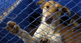 photo  un couple qui habitait � flers. photo d’illustration. 