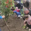 photo enfants et parents finissent de planter l’arbousier, symbole des 50 enfants nés en 2024.