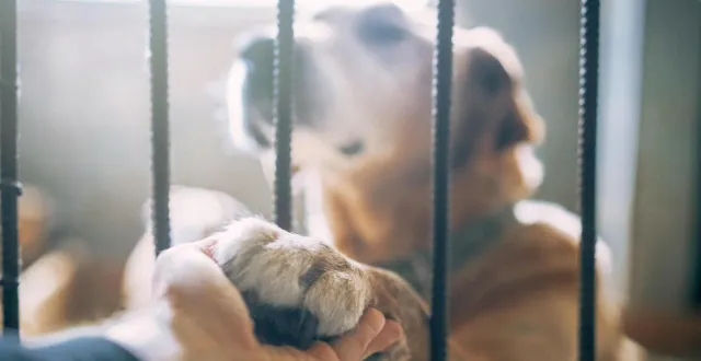 photo  le système de refuge, déjà saturé en temps normal, n’a pas pu faire face à la demande soudaine et massive. photo d’illustration.  &copy;  wpadington / getty images/istockphoto 