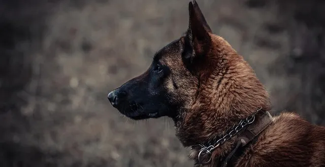 photo  une gendarme et son chien ont remonté la trace d’une femme de 81 ans, portée disparue dans la loire le samedi 7 mars 2026. photo d’illustration.  &copy;  areson / pixabay 