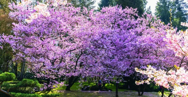 photo  au japon, le printemps coïncidait avec la plantation du riz. les fermiers déposaient alors des offrandes aux dieux pour protéger les récoltes, et croyaient que les divinités se cachaient dans les fleurs de cerisiers. de là vient la tradition de pique-niquer sous les cerisiers.  &copy;  mehdi media 