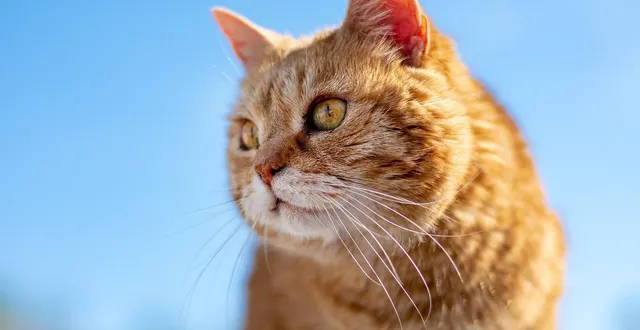 photo  un héraultais a fait face à une situation ubuesque, trois ans après avoir adopté son chat via une association. photo d’illustration.  &copy;  mrdidg / pixabay 