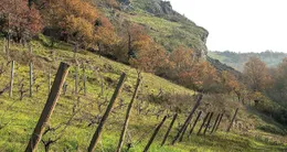 actu cin&eacute;ma  les coteaux du pont-barré, une réserve naturelle régionale qui surplombe le layon, sont le sujet d’un documentaire à voir à chemillé, lundi 16 mars 2026. 