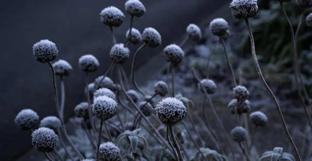 photo  les arbres fruitiers sont sensibles aux gelées à cette époque.  &copy;  presse océan-nathalie bourreau 