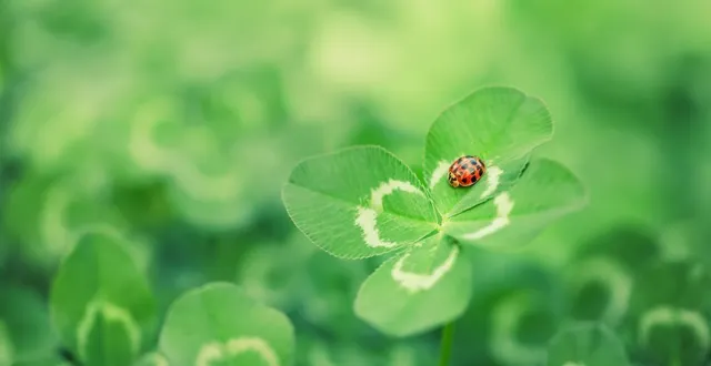 photo  le trèfle, quand il est pourvu de quatre feuilles, porterait chance. d’autres plantes ont la même réputation quand d’autres superstitions font de certaines plantes des porte-malheur.  &copy;  photo : illustration getty images 
