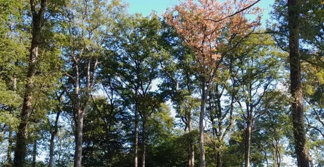 photo  un chêne de la forêt de chandelais, en maine-et-loire.  &copy;  onf 