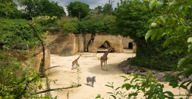 photo  le bioparc à doué-en-anjou est victime d’une arnaque sur les réseaux sociaux.  &copy;  archives ouest-france 